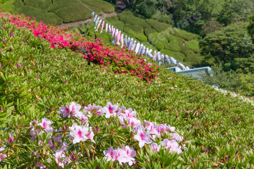 Preview: Scenery Of Himenosawa Park In Shizuoka Prefecture