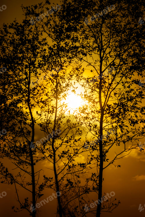 Preview: Silhouette Tree With Sunset Sky