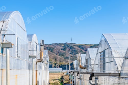 Preview: Vinyl Greenhouse In Izunokuni City, Shizuoka Prefecture