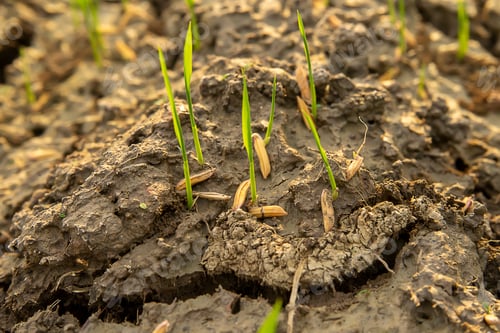 Preview: Macro Of Rice Seedlings Are Growing On The Ground.