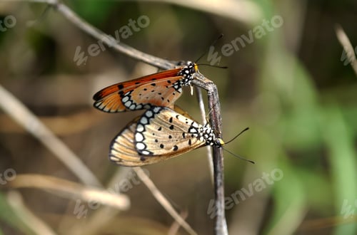Preview: Butterflies Mating In The Wild.
