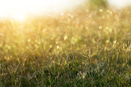 Preview: Flower Grass With Sunlight.