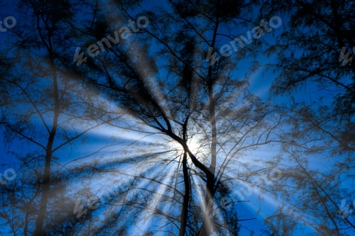 Preview: Silhouette Pine Tree With Blue Sky Background And Sunlight
