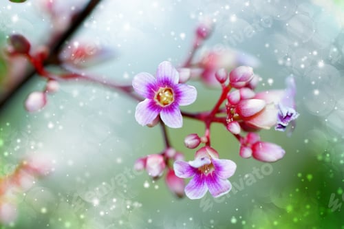 Preview: Star Apple Flower