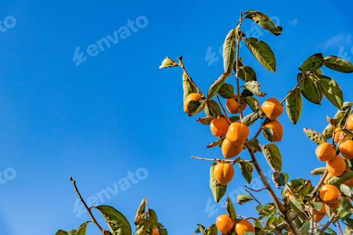 Preview: Autumn Persimmon Farm