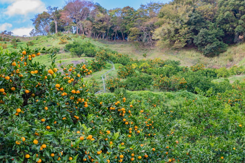 Preview: Mandarin Orange Plantation