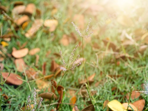 Preview: Flower Grass With Leaves Fall On The Ground In Sunlight.
