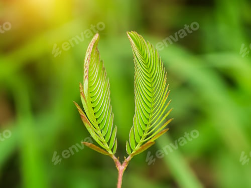 Preview: Sensitive Plant Or Mimosa Pudica Plant.