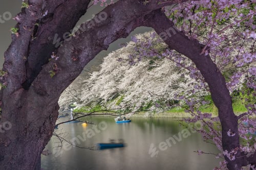 Preview: Cherry Blossoms At Tokyo Chidorigafuchi At Night