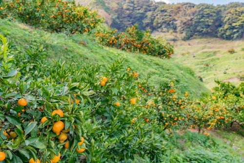Preview: Mandarin Orange Plantation