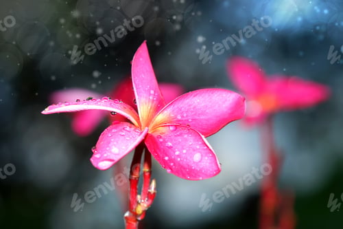 Preview: Tropical Flowers Frangipani (Plumeria)