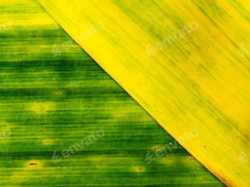 Preview: Abstract Background Of Old Banana Leaf With Yellow And Green Color.