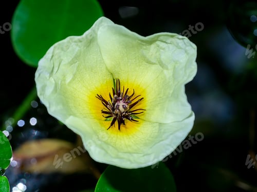 Preview: Close Up Water Poppy Flower. (Scientific Name Hydrocleys Nymphoides )
