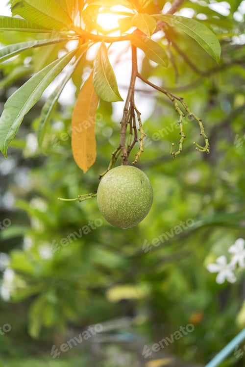 Preview: Green Fruit On Branch Of Suicide Tree With Sunlight. (Cerbera Odollam)