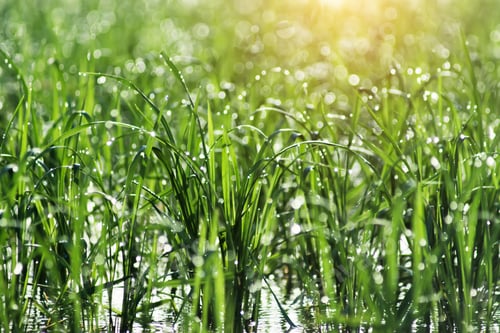 Preview: Rice Plant And Water Droplet With Light Bokeh.