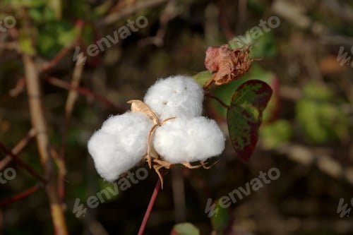 Preview: Close-Up Of Ripe Cotton Bolls On Branch