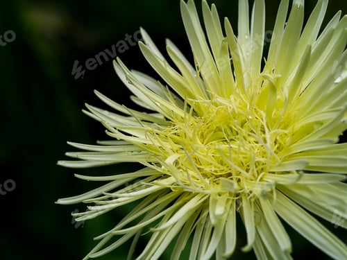 Preview: Close Up White Gerbera Daisy In The Garden With Blur Background