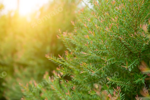 Preview: Soft Juniper Tree Background Growing In Sunlight With Blur Space Background In The Park.