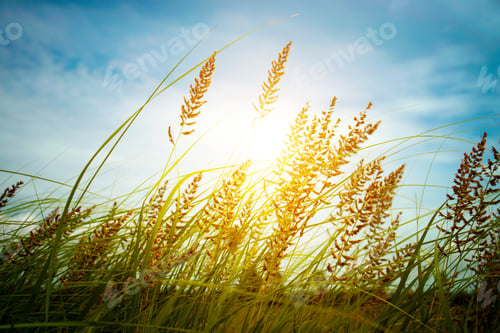 Preview: Wild Grass In The Nature.