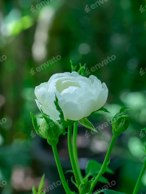 Preview: Close Up Mini White Fairy Rose Flower With Blur Background. (Scietific Name Rosa Chinensis Jacq)