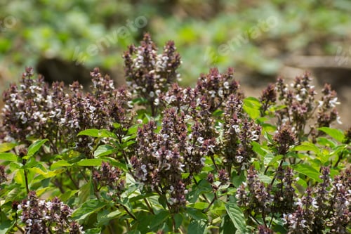 Preview: Sweet Basil Flower. Un-Focus Image.
