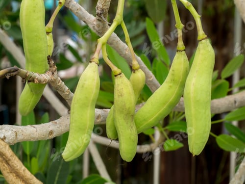 Preview: Seeds Of Tecoma Stans Or Yellow Trumpetbush Flower.