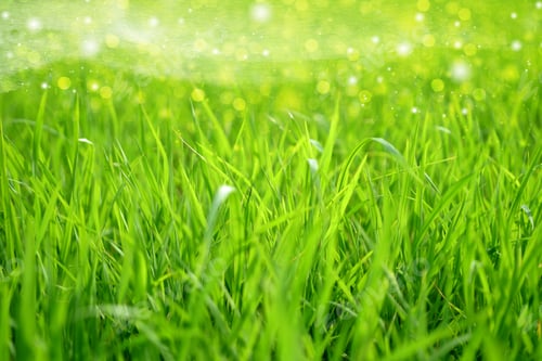Preview: Green Grass And Light.