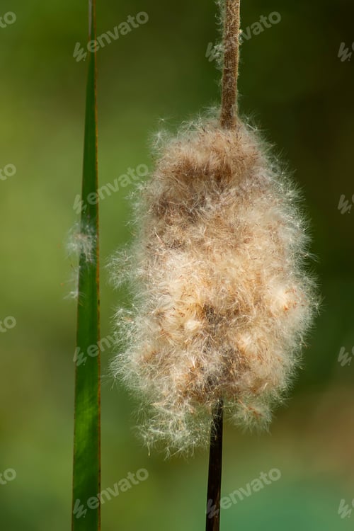 Preview: Macro Of Narrow-Leaved Cattail Or Soft Flag Seeds With Blur Background. (Scientific Name Typha