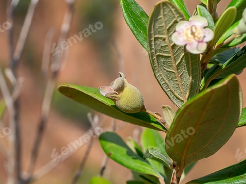 Preview: Close Up Of Downy Myrtle Fruit (Scientific Name Rhodomyrtus Tomentosa) With Leaves On Tree.