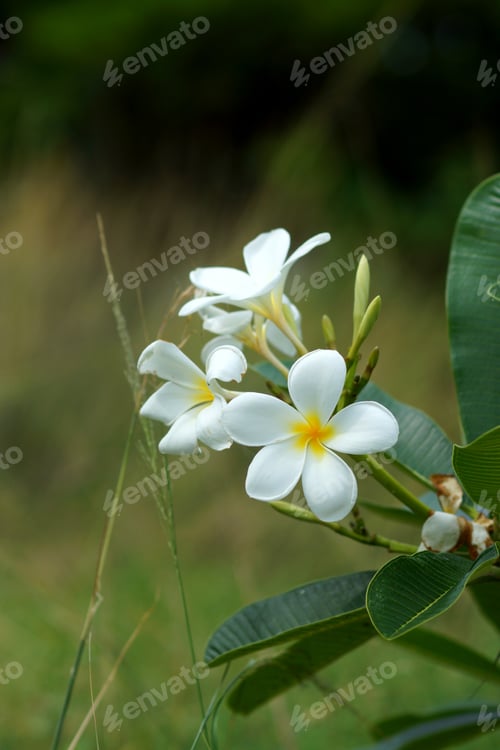 Preview: Blossom Frangipani Flowers For Use In The Spa.