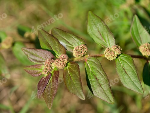 Preview: Garden Spurge Leaves. (Euphorbia Hirta Plant)