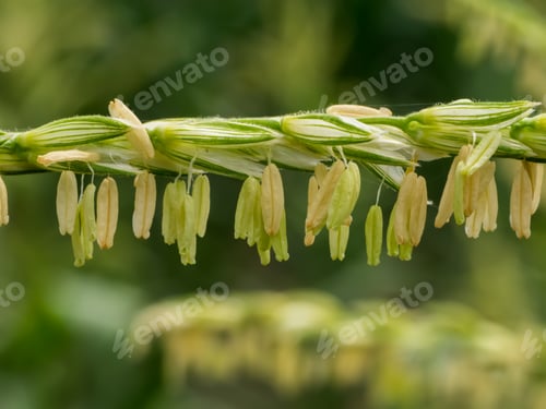 Preview: Close Up Of Corn Flowers On Tree In Field.