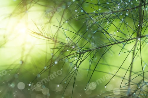 Preview: Water Droplets On Pine Needles In The Rainy Season.