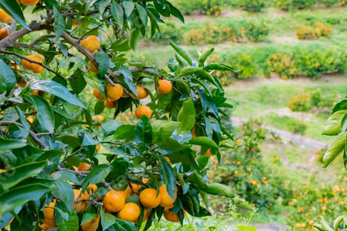 Preview: Mandarin Orange Plantation
