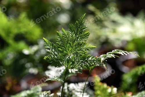 Preview: Foot Ferns, Rabbitsfoot, Hairsfoot. (Davallia Plant)