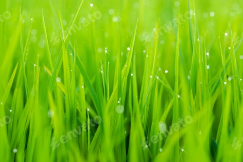 Preview: Rice Plant In Rice Field With Drop Dew.
