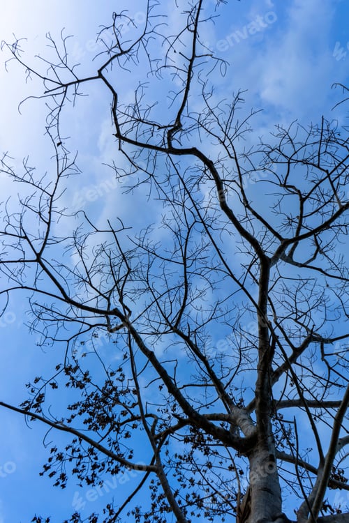 Preview: Close Up Branch Of Death Tree With Blue Sky Background