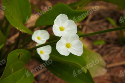 Preview: White Flowers, Echinodorus Cardifolius (L.) Griseb.
