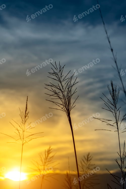 Preview: Silhouette Of Flower Grass With Sunset Sky.