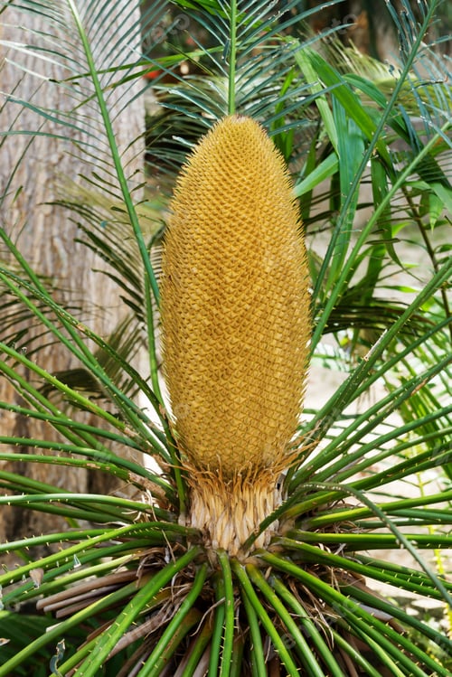 Preview: Close Up Of Sago Palm - Cycas Revoluta Seed.