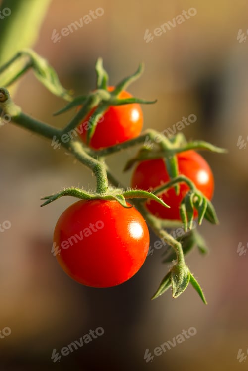 Preview: Tomato On Trees