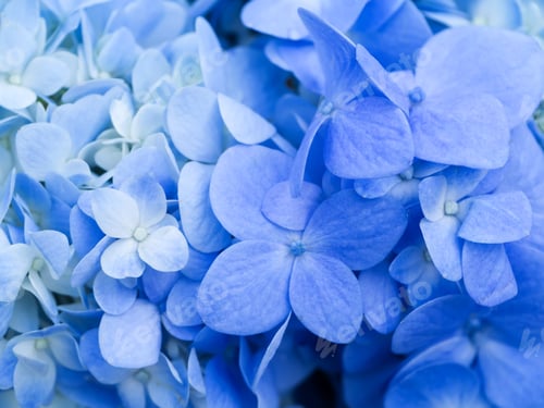 Preview: Blue Hydrangea Flower.