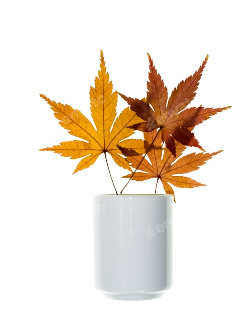 Preview: Maple Leaves Dry In White Glass.