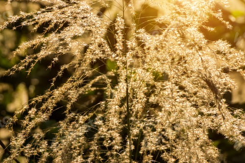Preview: Soft Focus Of Flower Grass In The Summer With Sunlight.
