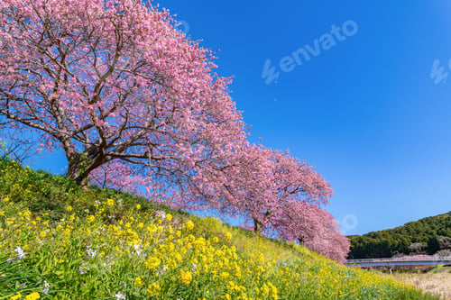 Preview: Kawazu Cherry Blossoms In Minamiizu-Cho, Kamo-Gun, Shizuoka Prefecture
