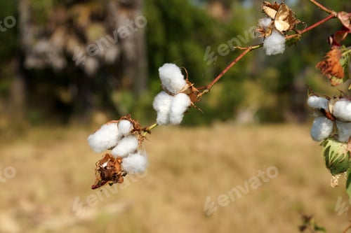 Preview: Close-Up Of Ripe Cotton Bolls On Branch