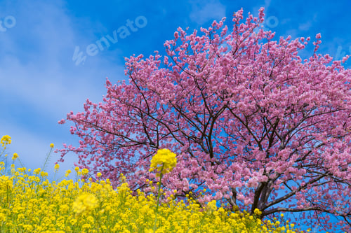Preview: Kawazu Cherry Blossoms In Minamiizu-Cho, Kamo-Gun, Shizuoka Prefecture