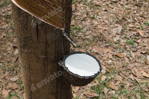 Preview: Close Up The Fresh Latex Milk Of Rubber Trees. Raw Materials For The Rubber Industry.