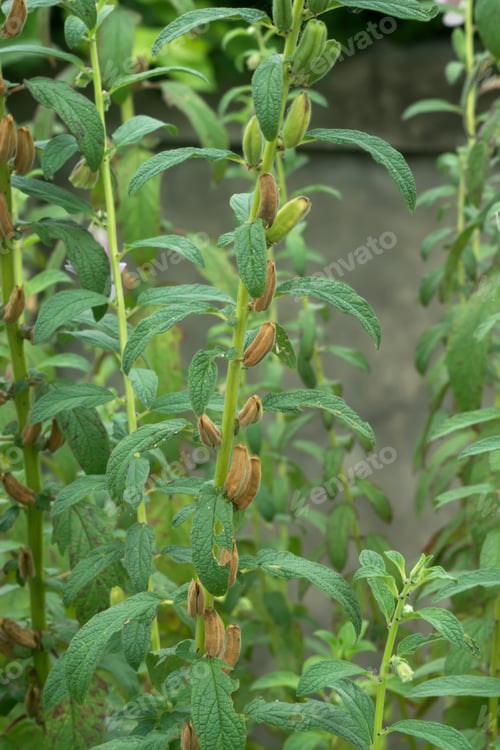 Preview: Seeds Of Sesame Plant. (Sesamum Indicum)