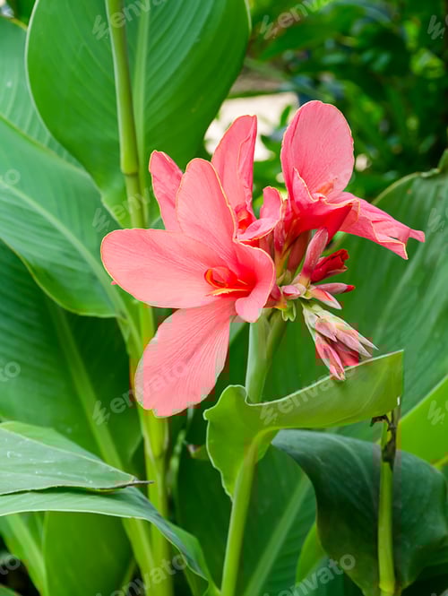 Preview: Pink Indian Shot Flower. (Canna Indica)